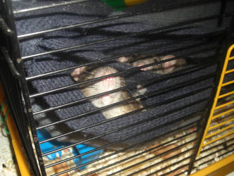 Hidden rats