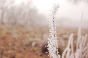 Frozen twigs