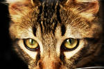 Tom the tomcat by Twisted-Pandah