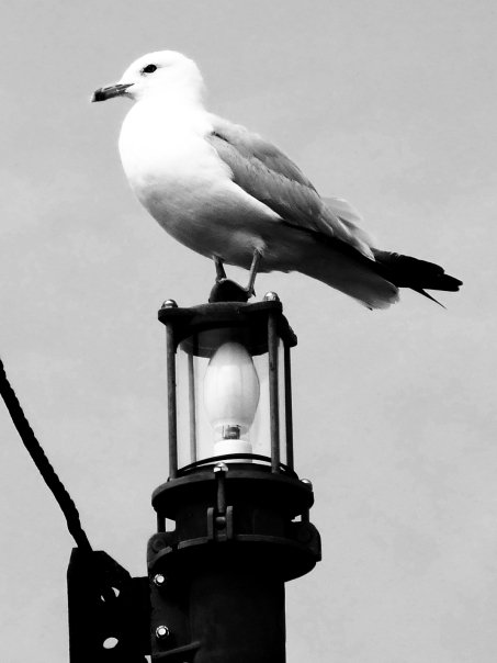 Seagull