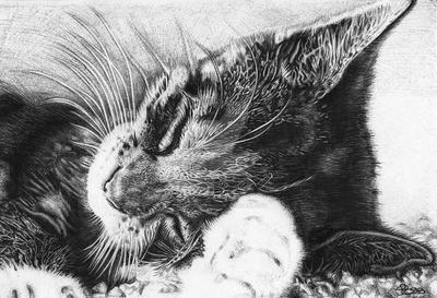 'KitKat' by blind-diversion 'KitKat' by blind-diversion