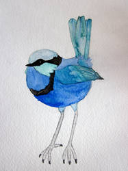 Splendid Fairy Wren