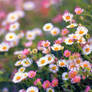The Enchanted Garden II