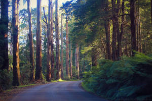 Down the Forest Road