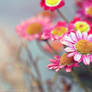 Entice