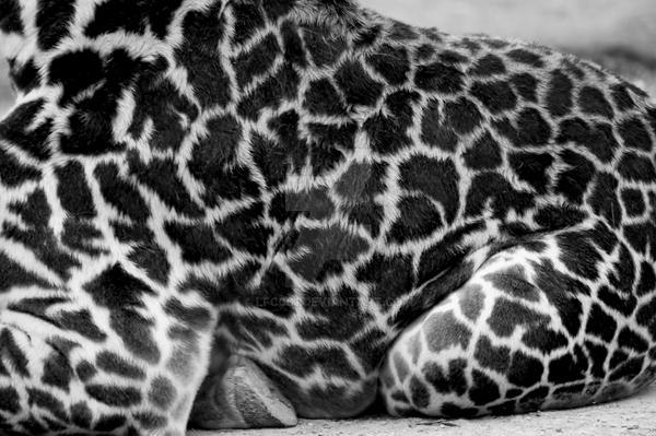 baby giraffe by lfc001 on DeviantArt