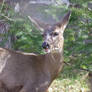 Black tailed deer