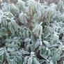 Frozen Morning January 2024 03