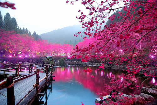 Wallpaper sakura tree pink