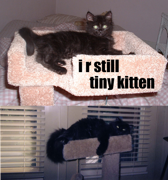 i r still tiny kitten