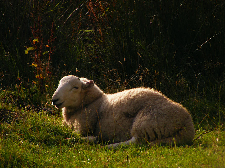 Sheep With Backlighting