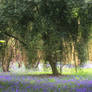 Tree in Bluebell Wood