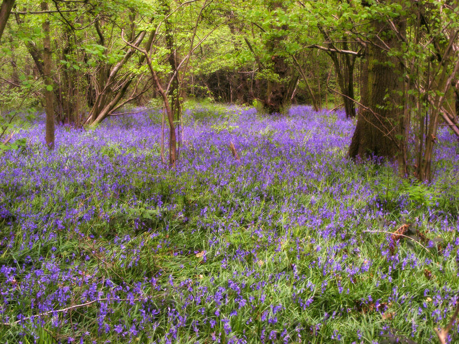 Bluebells