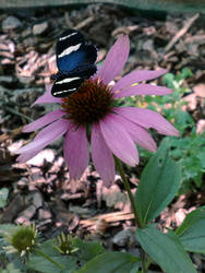 Blue Butterfly