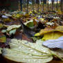 Fallen Leaves