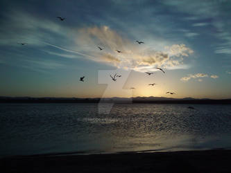 Gulls at the lake