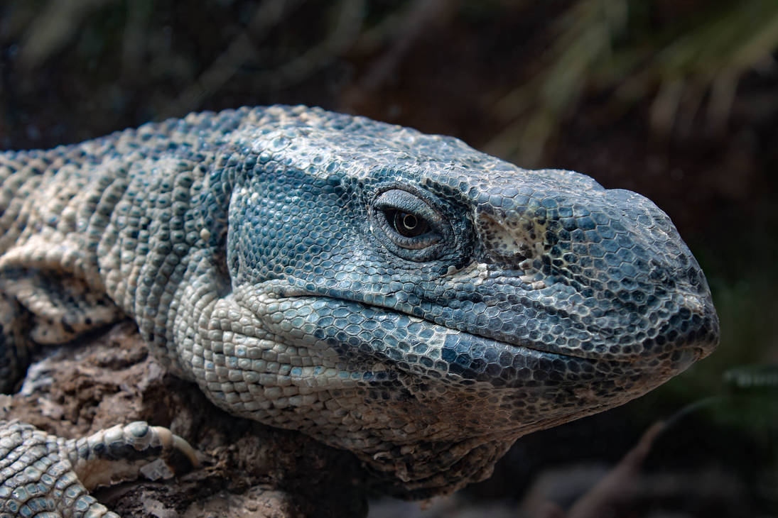 Lizardrd Lizzzard by UncreativeScientist on DeviantArt