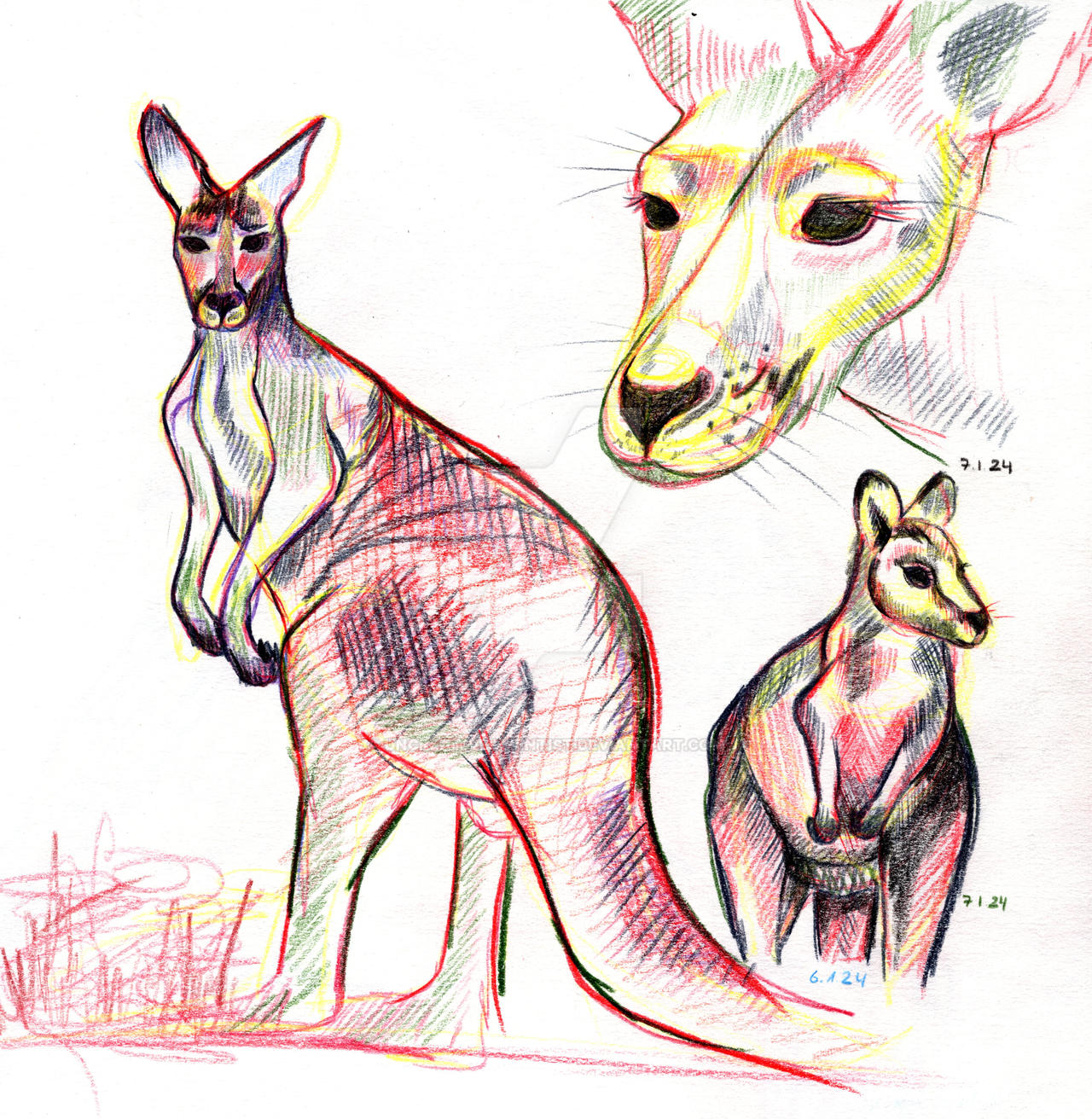 Sketchbook - Kangaroo by UncreativeScientist on DeviantArt