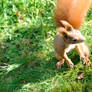 red squirrel