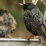 European Starlings Bathing