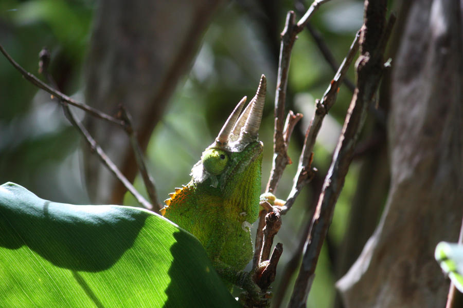 Lizard friend by iCaptureTheMoment on DeviantArt