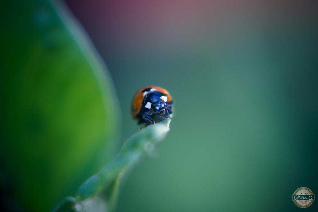 Ladybug