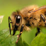 Apis mellifera