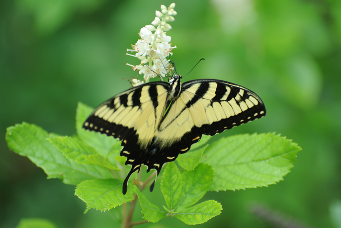 Eastern Tiger Swallowtail, yellow male