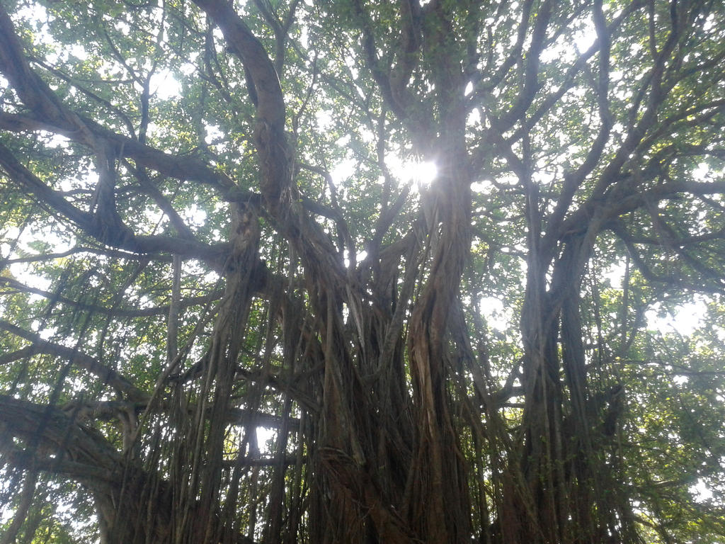 The Banyan Tree by Monktwins on DeviantArt