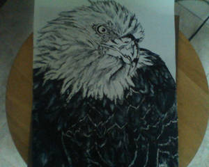 PAPOU'S EAGLE - COMPLETE