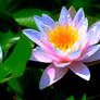 Waterlily