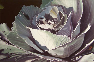 Winter Cabbage