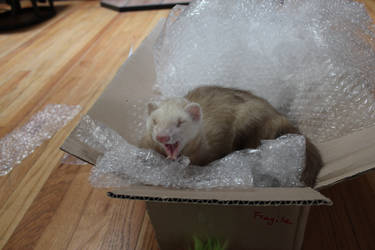 ferret in a box by mookieandpookie