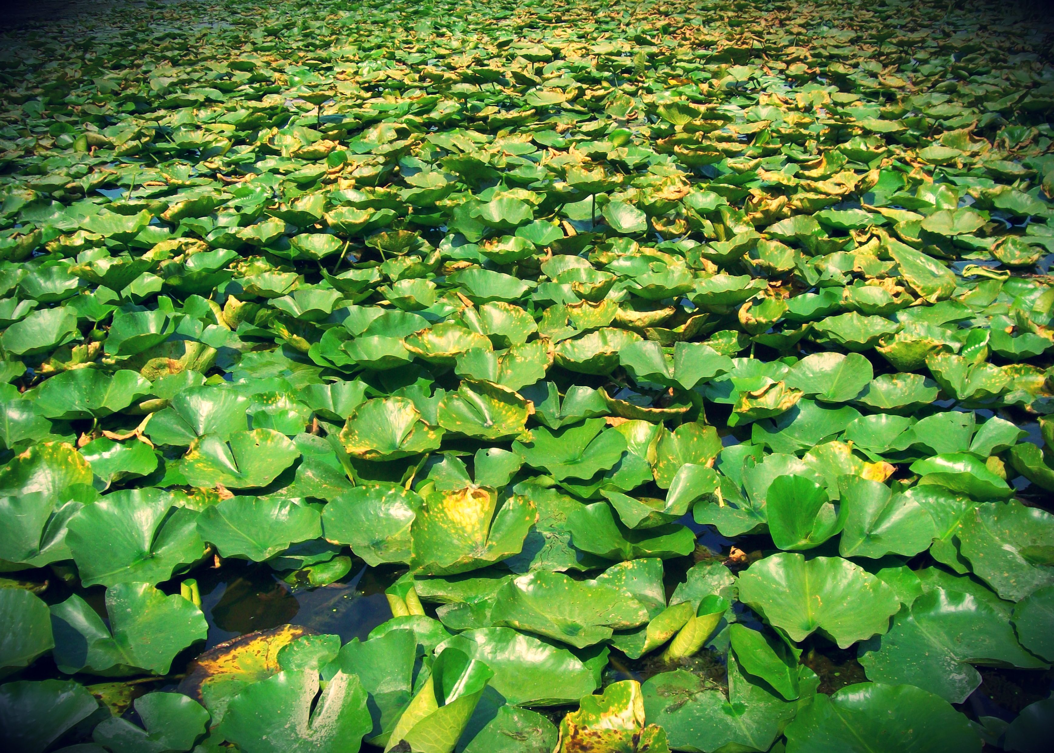 Water Lillies