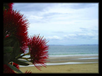 pohutukawa