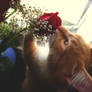 MR. Darcy