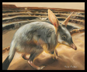 Where Will Be The Bilby?