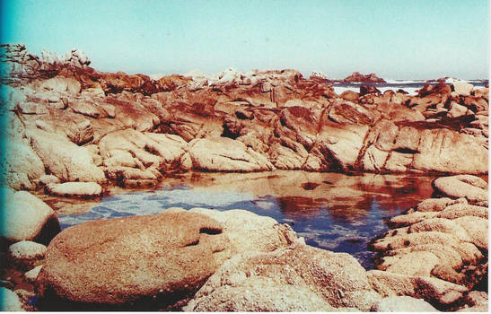 Tide Pools