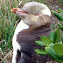 Rare Yellow Eyed Penguin