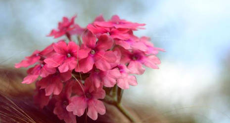 Flowers In Your Hair