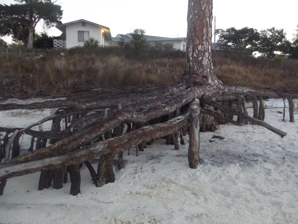 Wierd tree on the beach