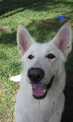 White swiss shepherd - Puppy