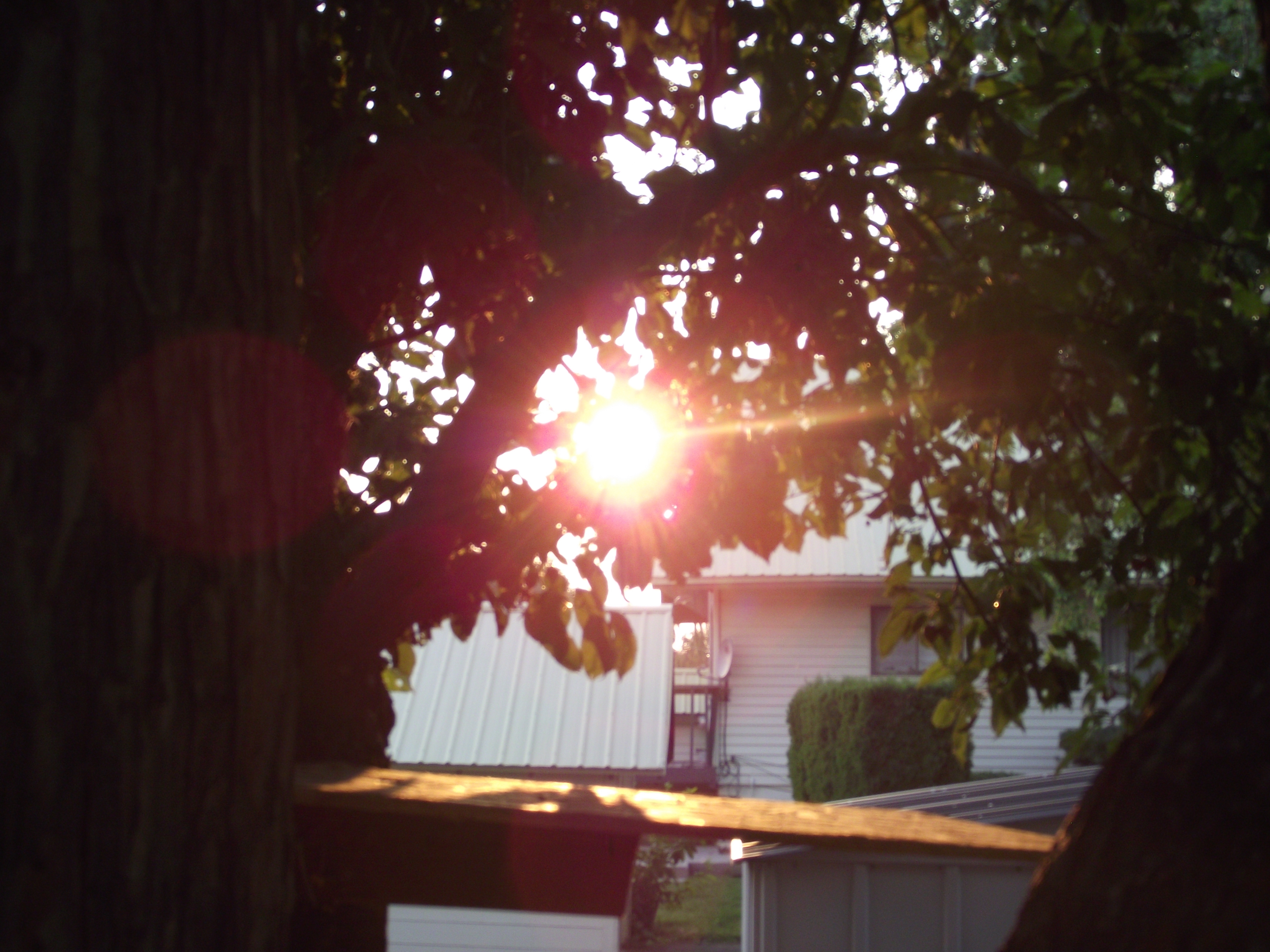 shining through the leaves