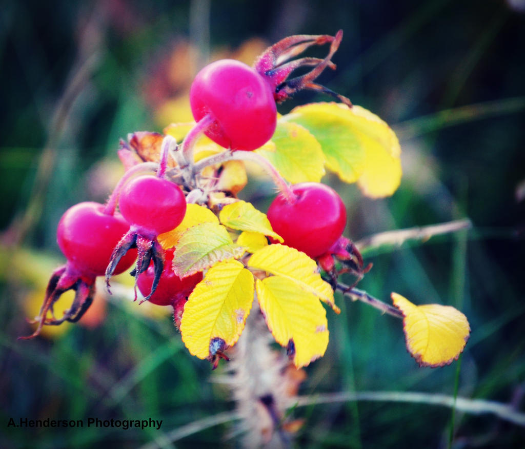 Warm colours on a cold day