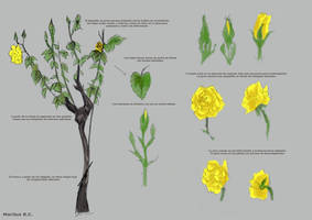 Scientific Illustration - Rose study