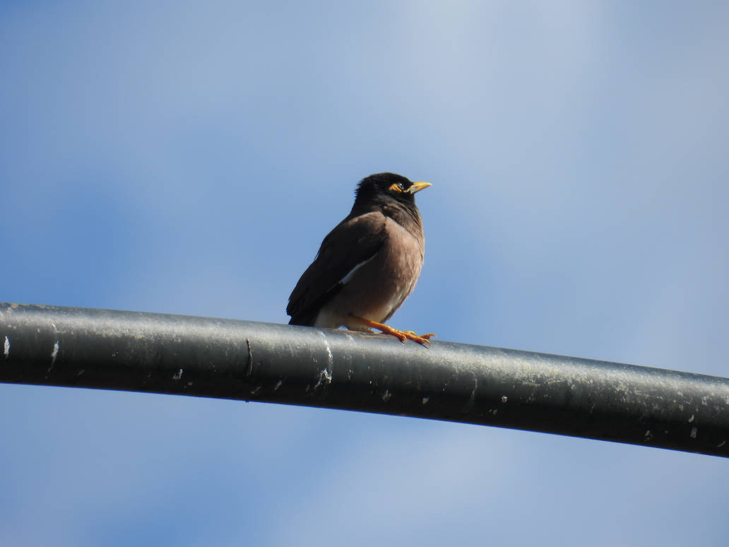 Myna Toronto COMMON MYNA by micheliaessence on DeviantArt