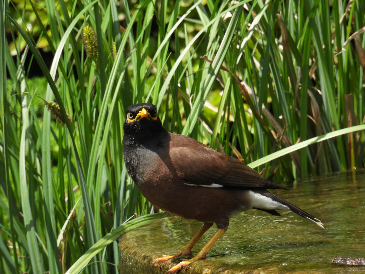 Colossal Myna COMMON MYNA by micheliaessence on DeviantArt