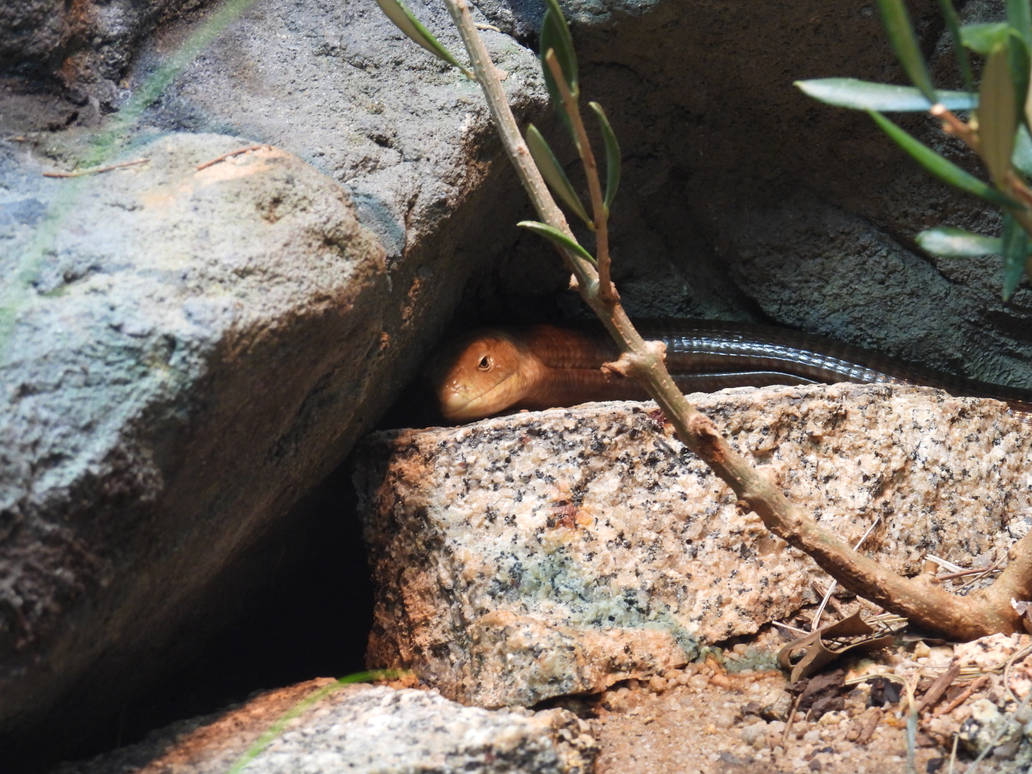 LEGLESS LIZARD by micheliaessence on DeviantArt