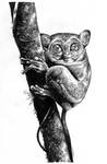 tarsier by jsdlumboy