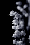 Lily of the Valley by Gothicemily